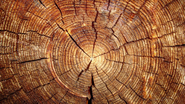 Tree Wood Desktop Wallpapers